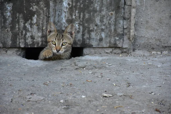 Hermoso Sin Hogar Gato Aire Libre — Foto de Stock