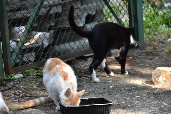 无家可归的猫在户外吃饭 — 图库照片