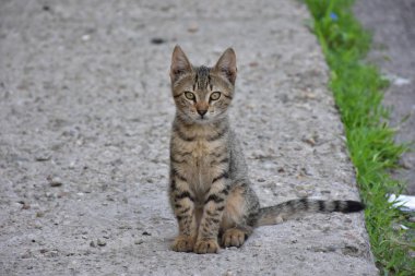 güzel evsiz kedi açık havada 