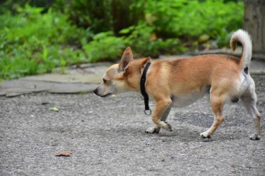 Küçük kızıl saçlı bir köpek.