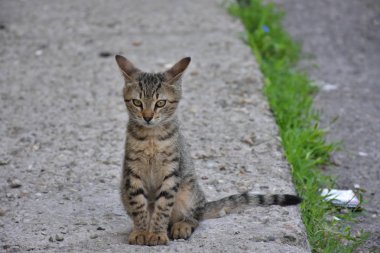 güzel evsiz kedi açık havada 