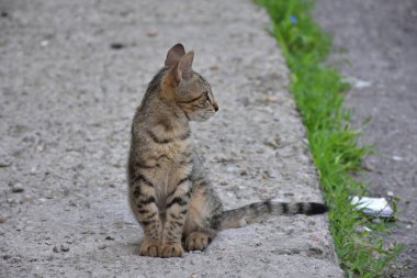 güzel evsiz kedi açık havada 