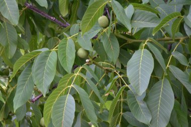 Cevizin yeşil meyvesi.,