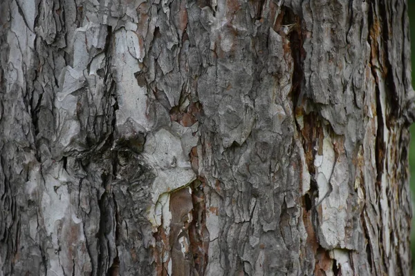 Bellissimo Sfondo Legno Texture — Foto Stock