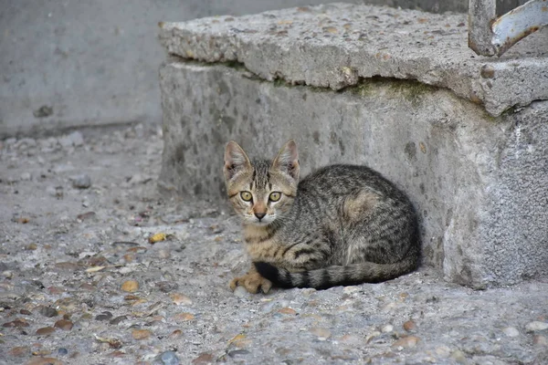 Güzel Evsiz Kedi Açık Havada — Stok fotoğraf