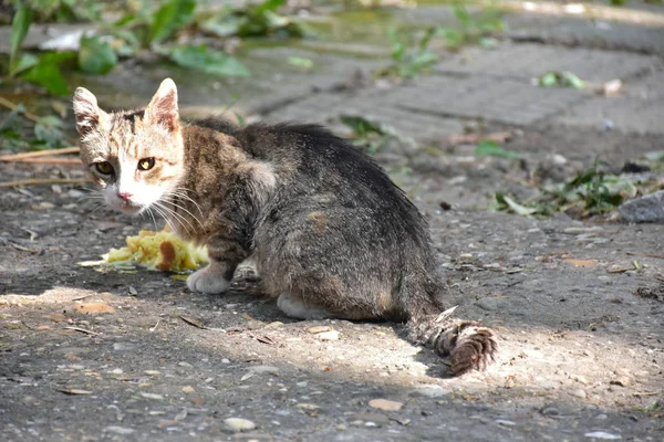 无家可归的猫吃特写 — 图库照片