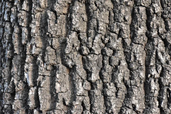 Красивый Деревянный Фон Текстура — стоковое фото