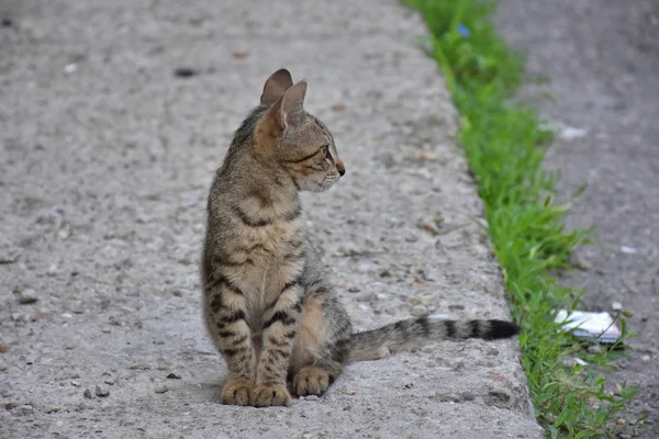 Красивая Бездомная Кошка Открытом Воздухе — стоковое фото