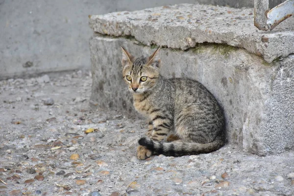 Hermoso Sin Hogar Gato Aire Libre — Foto de Stock