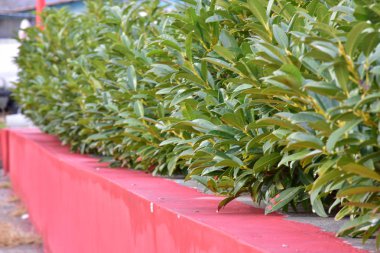 Yeşil yapraklar, yaz yaprakları. 