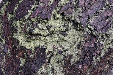 Ağaç gövdesinde ağaç yosunu yüzeyi 