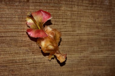 Ahşap masada çürük elma. 