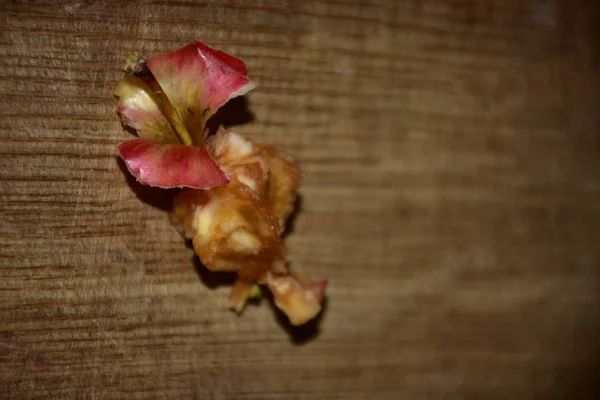 Rotten Eaten Apple Wooden Table — Stok fotoğraf