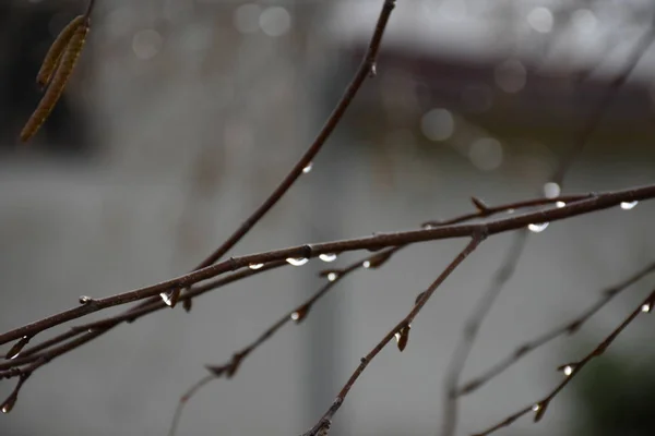 Når Det Tørre Treet Siver – stockfoto