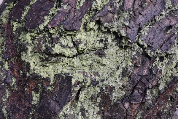 Ağaç gövdesinde ağaç yosunu yüzeyi 