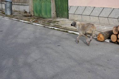 Sokaktaki evsiz köpek. 