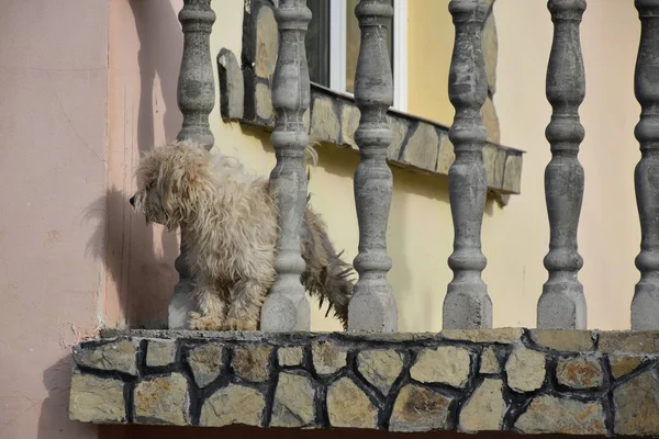 市内の石のバルコニーにある犬は — ストック写真