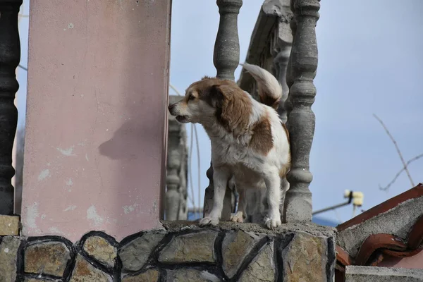 Cão Varanda Pedra Cidade — Fotografia de Stock