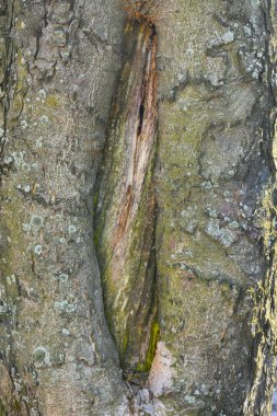 güzel ahşap arkaplan ve doku