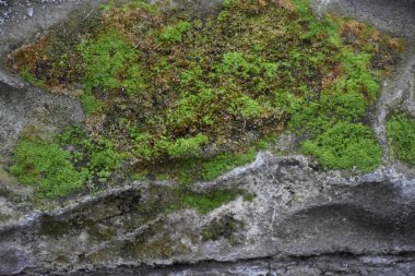 güzel arkaplan ve güzel doku