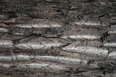 güzel arkaplan ve güzel doku