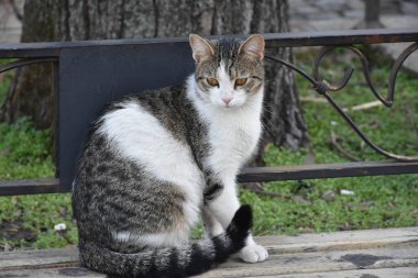 Güzel tüylü kedi.