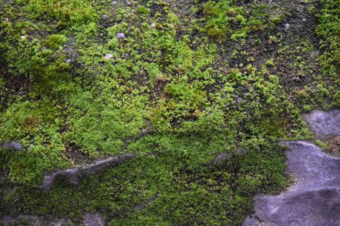 güzel arkaplan ve güzel doku