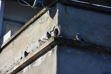 Bir grup gri güvercin korkuluklara tünedi.