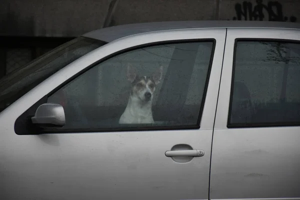 Cão Carro Perto — Fotografia de Stock