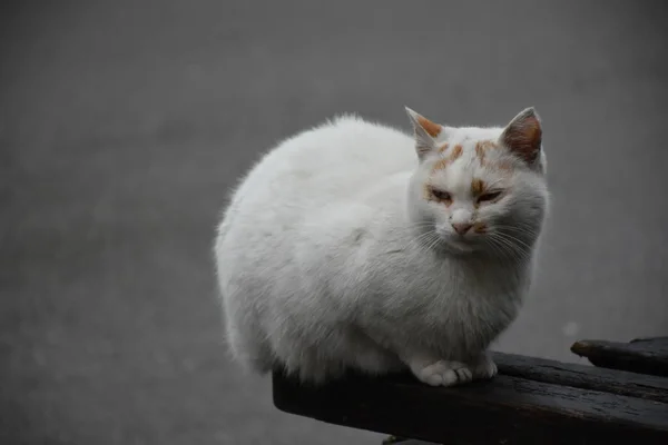 아름다운 고양이 클로즈업 — 스톡 사진