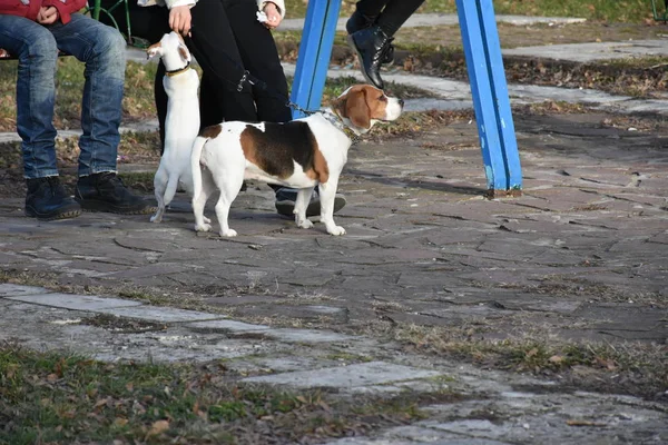 Belle Passeggiate Cane Nel Parco — Foto Stock