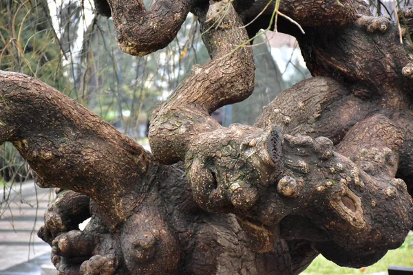 big tree trunk trunk with wavy branches 