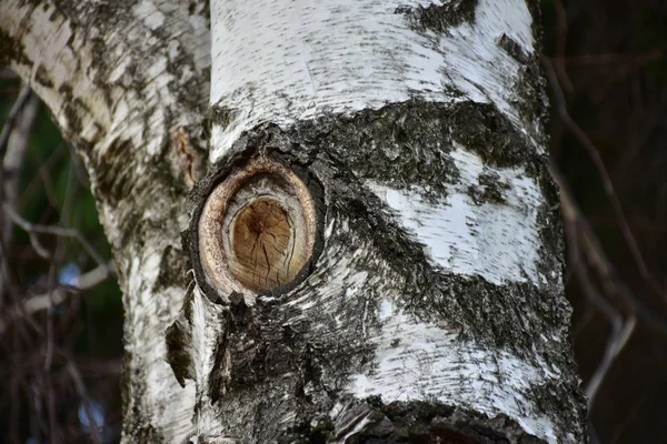 Kora Drzewa Blisko — Zdjęcie stockowe