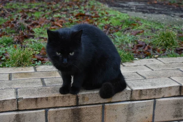 Hermoso Peludo Gato Clsoe Hasta — Foto de Stock