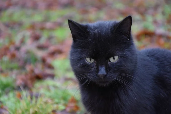 Cantik Berbulu Kucing Clsoe — Stok Foto