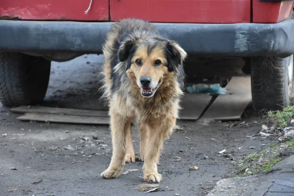 Câine Frumos Stradă — Fotografie, imagine de stoc