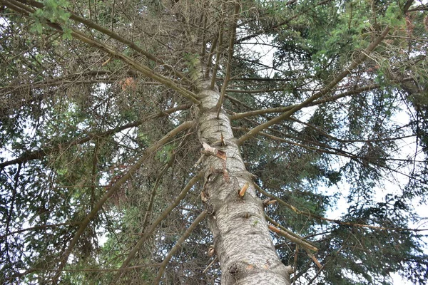 Growing Pin Tree Nature Bottom View — Photo