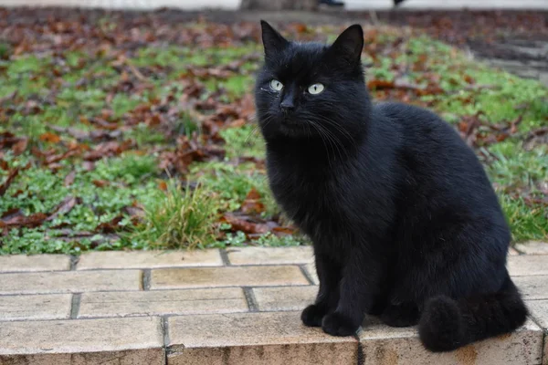 Gato Negro Hierba — Foto de Stock
