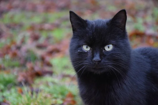 Cantik Berbulu Kucing Clsoe — Stok Foto