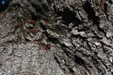 Ağaç kabuğu yakın. 