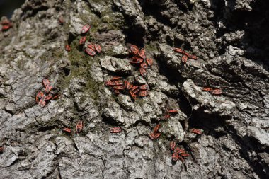 Ağaç kabuğu yakın. 