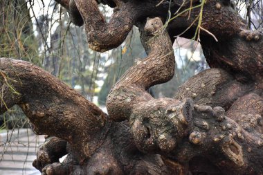 güzel arkaplan ve güzel doku
