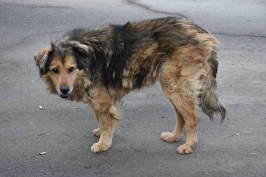 Sokakta güzel bir köpek,
