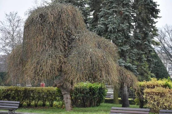 Mooie Groene Boom Landschap — Stockfoto