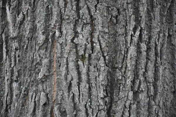 아름다운 나무의 — 스톡 사진