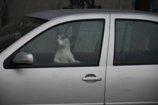Собака Машине — стоковое фото