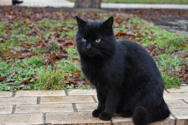 Gato Negro Hierba — Foto de Stock