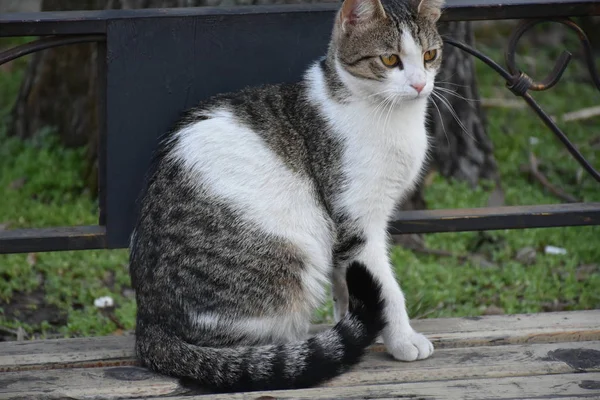 แมวขนท สวยงาม — ภาพถ่ายสต็อก