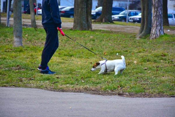 散歩のための犬ふわふわの美しい犬 — ストック写真