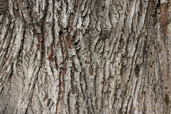 Δέντρο Φλοιό Κοντά — Φωτογραφία Αρχείου